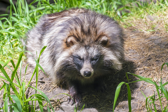 Raccoon Dog (Nyctereutes Procyonoides)