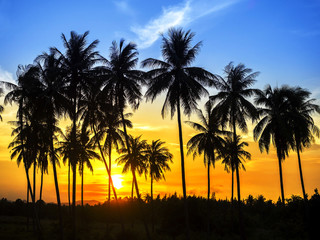 Fototapeta na wymiar silhouette of coconut palm trees on colorful sun set