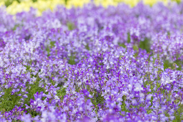 Naklejka premium Pole kwiatów Linaria