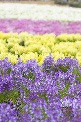 Obraz premium リナリアの花畑