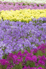 Obraz premium リナリアの花畑