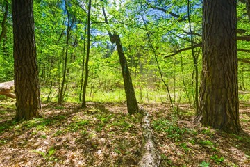 Green springtime forest