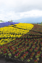 初夏の花畑