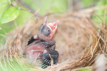 Hungry baby bird in a nest wanting the mother bird to come and f