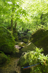 黒岳原生林