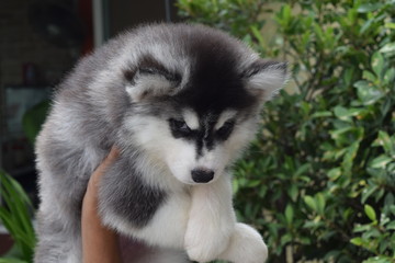 beautiful Siberian Husky puppy dog