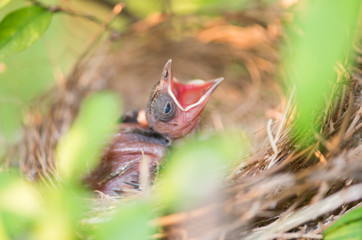 Hungry baby bird in a nest wanting the mother bird to come and f