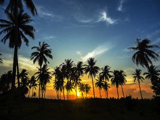 Fototapeta na wymiar silhouette of palm trees on colorful sky