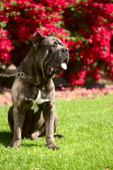 cane corso