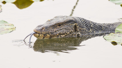 Large monitor lizard in canal