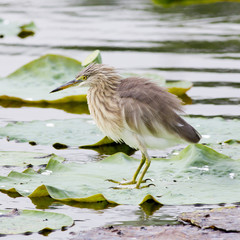 Chinese Pond Heron