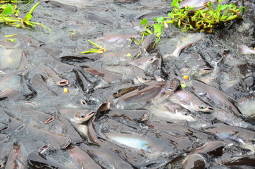 fish, pangasius,animal water feeding,food,farm
