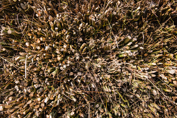 Front view of a large pile of osiers