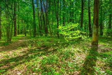 Fototapeta premium Green springtime forest
