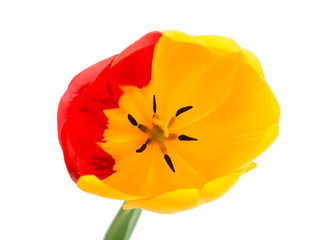 yellow-red tulip