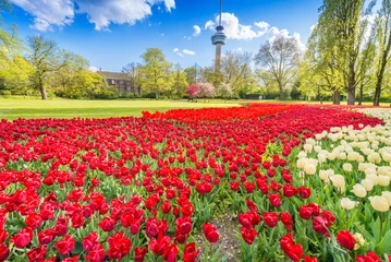 Poster de jardin Tulipe Champ de tulipes à Rotetrdam