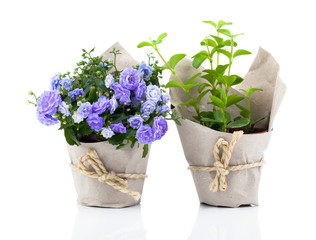 blue Campanula terry flowers in paper packaging, isolated on whi