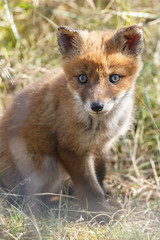 Red fox cub