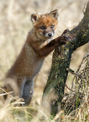 Red fox cub