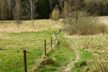 Pathway in the meadow 