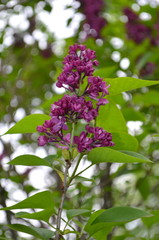 Сирень, цвети