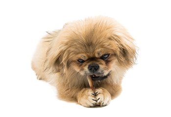 Pekingese portrait