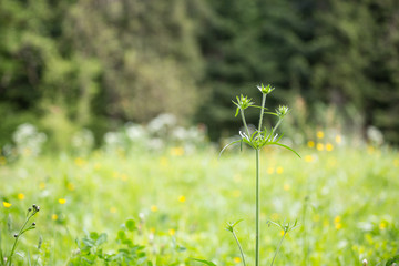 Stengel im Wind
