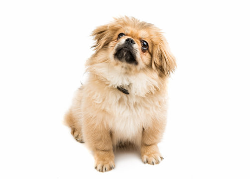 Pekingese portrait