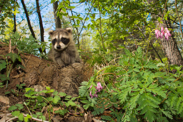 Baby Raccoon 