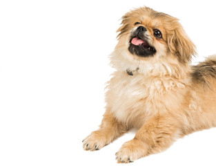 Pekingese portrait