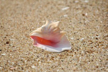 Fototapeta na wymiar Pink Conch shell (Lobatus gigas) on a sandy background
