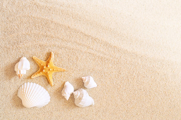 Fototapeta na wymiar Summer beach. Starfish and shells on the beach.