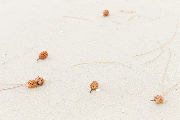 Pine cones on the white sand