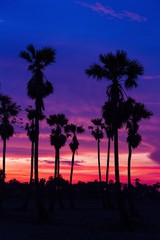 Fototapeta na wymiar silhouette sunset sugar palm tree