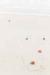 Pine cones on the white sand