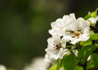 Flowering pear spring, flowers natural background, selective foc