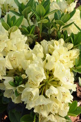 Yellow flower heads of rhododendron
