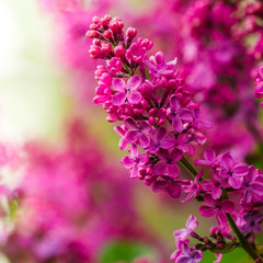 Lilacs