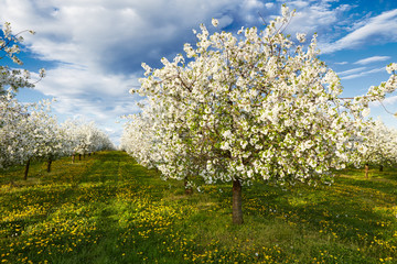 Fototapeta premium Cherry blooming orchard with dandelions