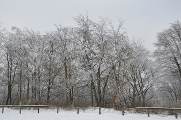 Winterwald