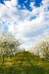 Fototapeta na wymiar Cherry blooming orchard with dandelions