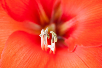 Background of red flower close-up