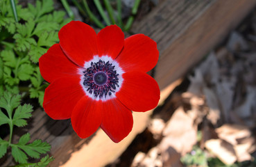 Brilliant red poppy flower bloom