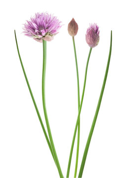 Chive  flower