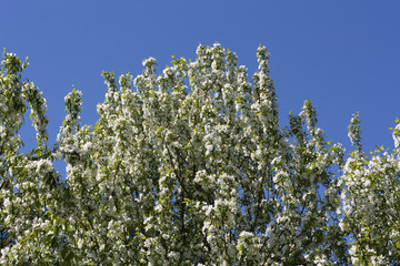 Tops of the japanese cherry blossom trees photo