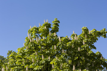Flower spring blossoming chestnut tree flowers photo