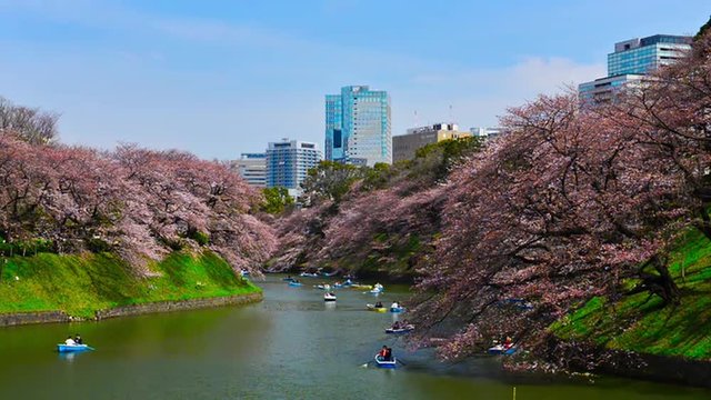 Tokyo, Japan at Chidorigafuchi Moat in the spring.
