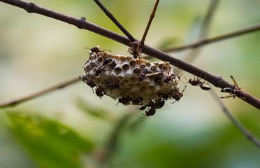 wasp's nest in forest