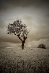 Sepia Moody Atmospheric Tree in Countryside