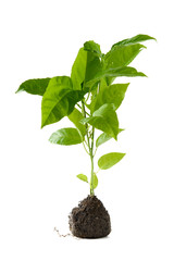 green sapling
